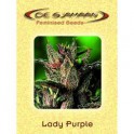 Lady Purple (5ks)